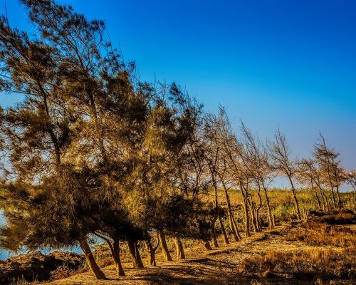 Al  Fayoum