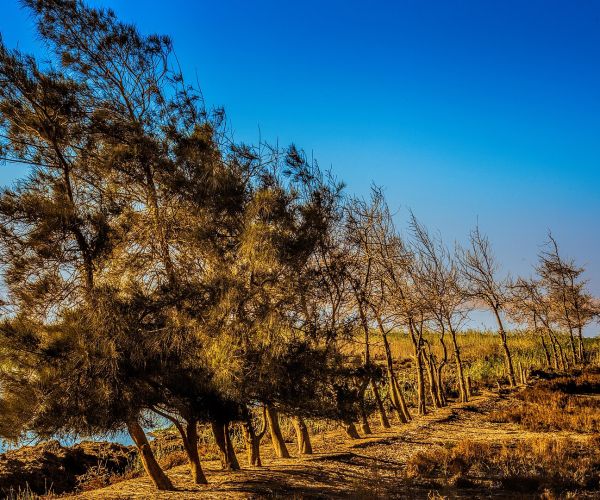 Al  Fayoum